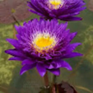 Meet your Posher, Adele